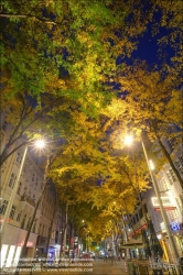 Viennaslide-00061217f Wien, Mariahilferstraße im Herbst, Allee, Säulengleditdschie // Vienna, Mariahilfer Strasse in Autumn, Gleditsia triacanthos 'Skyline' 