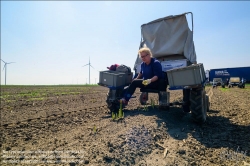 Viennaslide-04220173 Marchfeld, Aderklaa, Landwirtschaft Iser, Spargelernte // Marchfeld, Aderklaa, Landwirtschaft Iser, Asparagus Harvest