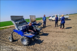 Viennaslide-04220176 Marchfeld, Aderklaa, Landwirtschaft Iser, Spargelernte // Marchfeld, Aderklaa, Landwirtschaft Iser, Asparagus Harvest