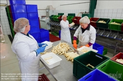 Viennaslide-04220185 Marchfeld, Aderklaa, Landwirtschaft Iser, Reinigung und Bearbeitung des Spargels nach der Einlieferung // Marchfeld, Aderklaa, Landwirtschaft Iser, Cleaning and Cutting of Asparagus