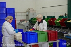 Viennaslide-04220188 Marchfeld, Aderklaa, Landwirtschaft Iser, Reinigung und Bearbeitung des Spargels nach der Einlieferung // Marchfeld, Aderklaa, Landwirtschaft Iser, Cleaning and Cutting of Asparagus