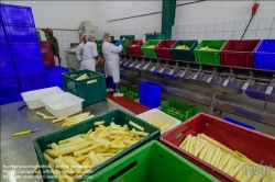 Viennaslide-04220193 Marchfeld, Aderklaa, Landwirtschaft Iser, Reinigung und Bearbeitung des Spargels nach der Einlieferung // Marchfeld, Aderklaa, Landwirtschaft Iser, Cleaning and Cutting of Asparagus