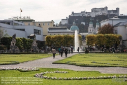 Viennaslide-04512113 Salzburg, Mirabellgarten, Gartenparterre, im Hintergrund die Festung Hohensalzburg - Salzburg, Mirabell Garden, Hohensalzburg Castle in the Background