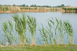 Viennaslide-04731202 Burgenland, Rust am Neusiedlersee