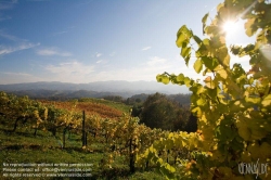 Viennaslide-04828387 Südsteirische Weinstraße, Steiermark, Österreich - Austria, Styria, Wineyards