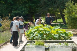 Viennaslide-05338215 Der Jardin des Plantes ist ein Botanischer Garten in Paris mit einer Fläche von 23,5 ha. Er liegt im Südosten der Stadt, am südlichen Ufer der Seine im 5. Arrondissement zwischen der Pariser Moschee und der wissenschaftlichen Fakultät „Jussieu“.