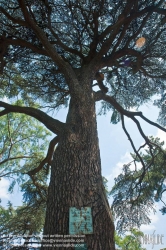 Viennaslide-05338222 Der Jardin des Plantes ist ein Botanischer Garten in Paris mit einer Fläche von 23,5 ha. Er liegt im Südosten der Stadt, am südlichen Ufer der Seine im 5. Arrondissement zwischen der Pariser Moschee und der wissenschaftlichen Fakultät „Jussieu“.