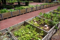 Viennaslide-06641028 Florenz, Urban Gardening Orti Dipinti - Florence, Community Garden Orti Dipinti