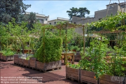 Viennaslide-06641029 Florenz, Urban Gardening Orti Dipinti - Florence, Community Garden Orti Dipinti