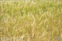 Viennaslide-72000560 Weizenfeld - Cornfield