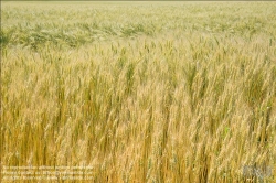 Viennaslide-72000562 Weizenfeld - Cornfield