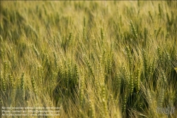 Viennaslide-72000567 Weizenfeld - Cornfield