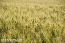 Viennaslide-72000568 Weizenfeld - Cornfield