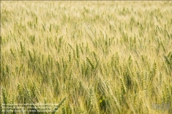 Viennaslide-72000569 Weizenfeld - Cornfield