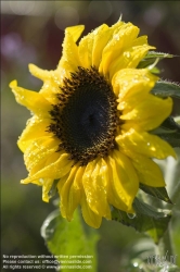 Viennaslide-78315155 Wien, Dachgarten, Sonnenblume - Vienna, Rooftop Garden, Sunflower