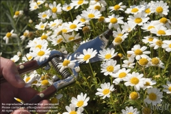 Viennaslide-78315161 Wien, Dachgarten, Margeriten, Leucanthemum - Vienna, Rooftop Garden, Marguerites, Daisies