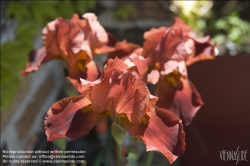 Viennaslide-78315219 Wien, Dachgarten, Lilien - Vienna, Rooftop Garden, Lily (Lilium)