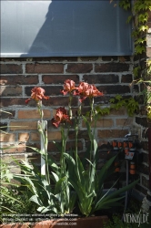 Viennaslide-78315220 Wien, Dachgarten, Lilien - Vienna, Rooftop Garden, Lily (Lilium)