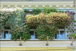 Viennaslide-00200121 Wien, Hannovergasse 5, Fassadenbegrünung // Vienna, Facade Greening