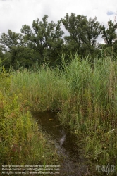 Viennaslide-00317183 Wien, Lobau, Donauauen - Vienna, Alluvial Forest at the Danube River