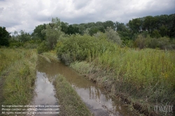 Viennaslide-00317186 Wien, Lobau, Donauauen - Vienna, Alluvial Forest at the Danube River