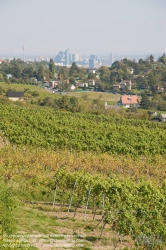 Viennaslide-00900164 Wien, Weinberge bei Neustift/Walde - Vienna, Grapes near Neustift/Walde