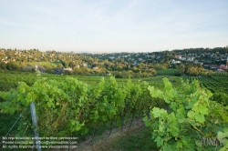 Viennaslide-00900174 Wien, Weinberge bei Neustift/Walde - Vienna, Grapes near Neustift/Walde