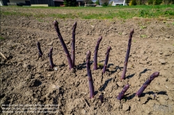 Viennaslide-04220178 Marchfeld, Aderklaa, Landwirtschaft Iser, violetter Spargel // Marchfeld, Aderklaa, Landwirtschaft Iser, Violet Asparagus