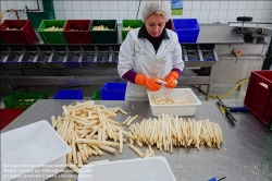 Viennaslide-04220182 Marchfeld, Aderklaa, Landwirtschaft Iser, Reinigung und Bearbeitung des Spargels nach der Einlieferung // Marchfeld, Aderklaa, Landwirtschaft Iser, Cleaning and Cutting of Asparagus