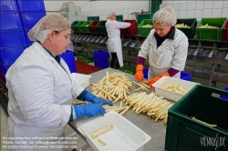 Viennaslide-04220184 Marchfeld, Aderklaa, Landwirtschaft Iser, Reinigung und Bearbeitung des Spargels nach der Einlieferung // Marchfeld, Aderklaa, Landwirtschaft Iser, Cleaning and Cutting of Asparagus