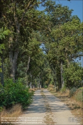 Viennaslide-04280188 Allee in Niederösterreich // Alley in Lower Austria