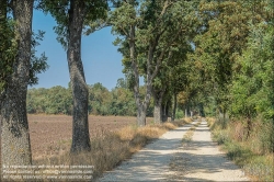 Viennaslide-04280189 Allee in Niederösterreich // Alley in Lower Austria