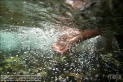 Viennaslide-67411753 Mädchen im Wasser, Kneippkur - Girl in River, Kneipp Therapy