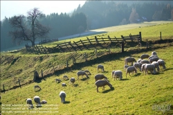 Viennaslide-83400026 Schafe auf der Weide - Sheep