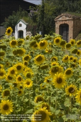 Viennaslide-87000008 Weinviertel, Sonnenblumen - Sun Flowers