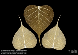 Viennaslide-87111130 Blätter, Illustration - Leaves, Illustration